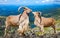 Pair of barbary sheeps in wildness area