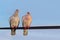 Pair of bare-eyed pigeons  sitting on a wire