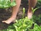 A pair of bare feet walking on the damp garden ground among plants