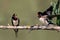 A pair of barn swallow