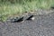 Pair of Barn Swallows on Side of the Road