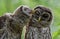 Pair of Barred Owlets in the Tree