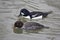 Pair of Barrow\'s Goldeneye, Bucephala islandica