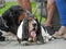 Pair of basset hounds resting blood hound dogs dog leash lead animals pets