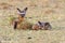 Pair Of Bat-eared Foxes In Evening Sun