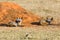 Pair Of Bat-eared Foxes Beside Termite Mound