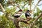 A pair of Bateleur Eagles in a South African Wildlife Reserve