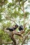 A pair of Bateleur Eagles in a South African Wildlife Reserve