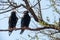 A pair of bateleur eagles - Terathopius ecaudatus - sitting on the branch of a tree. Location: Kruger National Park, South Africa