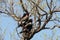 A pair of bateleur eagles - Terathopius ecaudatus - sitting on the branch of a tree. Location: Kruger National Park, South Africa