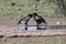 Pair of bateleur standing at a waterhole with courtship