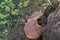 Pair of the bay boletes, grows horizontally