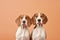 Pair of Beagle dogs on orange background