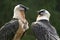 Pair of Bearded Vulture sitting together, alert.