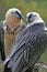 Pair of bearded Vultures