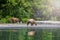 pair Bears fishing salmons in Kuril Lake Kamchatka Peninsula