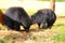Pair of bears are on the grass field loving each other with affection. These honey lovers could be dangerous to humans and attack