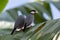 A pair of beautiful bird Java sparrow (Lonchura oryzivora