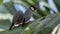 A pair of beautiful bird Java sparrow (Lonchura oryzivora