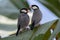 A pair of beautiful bird Java sparrow (Lonchura oryzivora