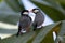 A pair of beautiful bird Java sparrow (Lonchura oryzivora