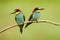 Pair of beautiful birds European Bee-eater, Merops apiaster, sitting on the branch with green background