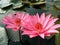 Pair of Beautiful Blooming Pink Lotus Flowers in the Pond