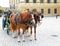 Pair of beautiful carriage driving bright brown horses at Vienna