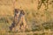 Pair of beautiful cheetahs searching around for food in a safari on a sunny summer day