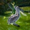 Pair of beautiful dalmatian pelicans sitting on tree trunk at small lagoon, details, closeup