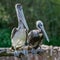 Pair of beautiful dalmatian pelicans sitting on tree trunk at small lagoon, details, closeup