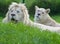 A pair of the beautiful and dangerous white lions