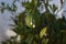 A pair of beautiful earrings dangling from a lemon tree outdoors