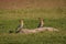 Pair of beautiful Eurasian hoopoes standing on rocks in a beautiful green field of grass