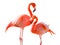 Pair of Beautiful Flamingos Isolated on White Background