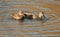 A pair of beautiful Gadwall ducks Anas strepera feeding in a lake.