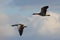 Pair of beautiful greylag geese in flight in a pale cloudy sky on a sunny day - geese migrating