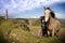 A pair of beautiful Irish horses and ancient round tower