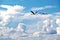 A pair of beautiful pelicans flying with clear sky and clouds