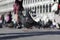 Pair of beautiful pigeons in Piazza San Marco St Mark`s Square in Venice. Close-up, selective focus