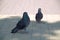 A pair of beautiful pigeons walk in the square.