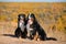 Pair of beautiful purebred dogs Berner Sennenhund on hills of yellow autumn landscape