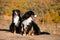 Pair of beautiful purebred dogs Berner Sennenhund on hills of yellow autumn landscape