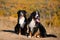 Pair of beautiful purebred dogs Berner Sennenhund on hills of yellow autumn landscape