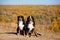 Pair of beautiful purebred dogs Berner Sennenhund on hills of yellow autumn landscape