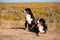 Pair of beautiful purebred dogs Berner Sennenhund on hills of yellow autumn landscape