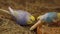 A pair of beautiful Rainbow budgie eating food in farm.