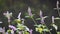 A pair of beautiful swallowtail butterflies flying on baecho incense flowers