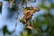 A pair of beautiful tailed jay graphium agamemnon butterflies