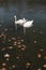 A pair of beautiful white swans on the water. Two graceful white swans swim in the dark water lake